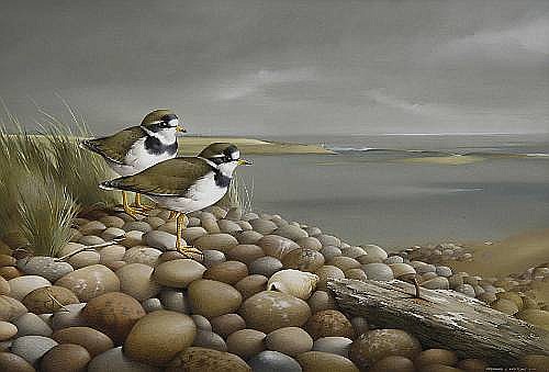 Ringed Plovers on a Pebble Shore