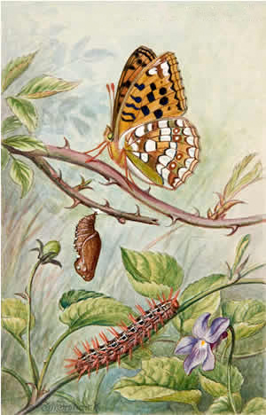 Life Cycle of the High Brown Fritillary (Argynnis Adippe)