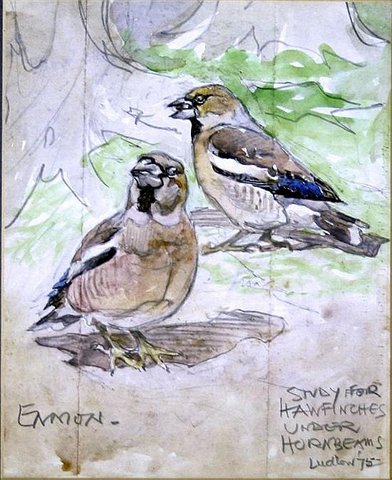 Study for Hawfinches under Hornbeams