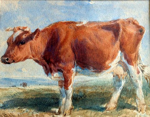 Study of an Ayrshire Cow