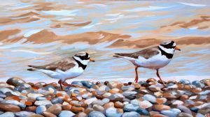 Ringed Plovers On The Waters Edge
