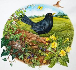A Blackbird Builds its Nest