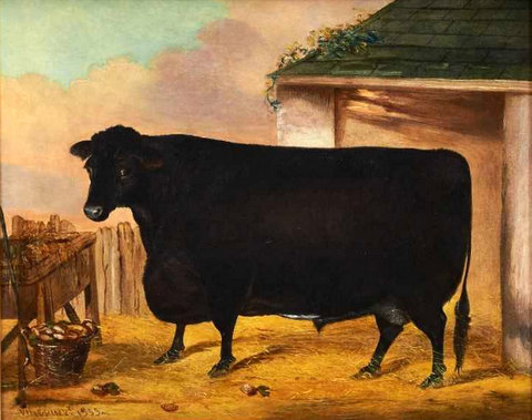 A Prize Bull