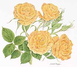 Rosa Harvest Fayre