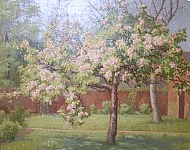 Apple Tree in Blossom in Walled Garden