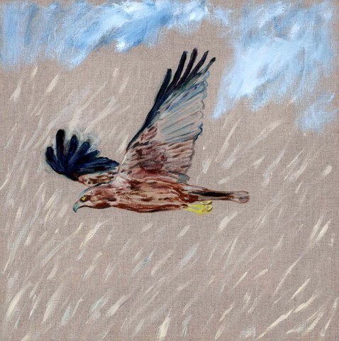 Marsh Harrier over the Reeds