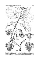 Gyrocarpus hababensis Chiov.