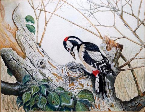 Woodpecker II